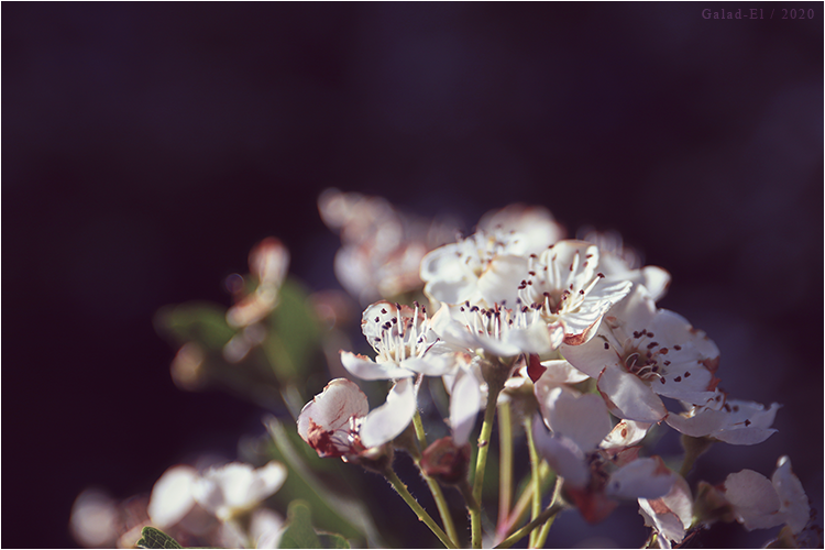 Fleurs, par Galad-El