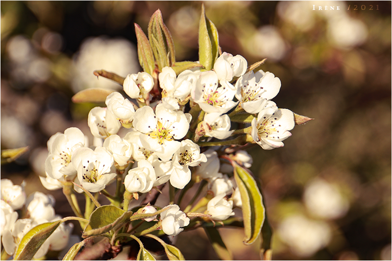 Fleurs, par Galad-El