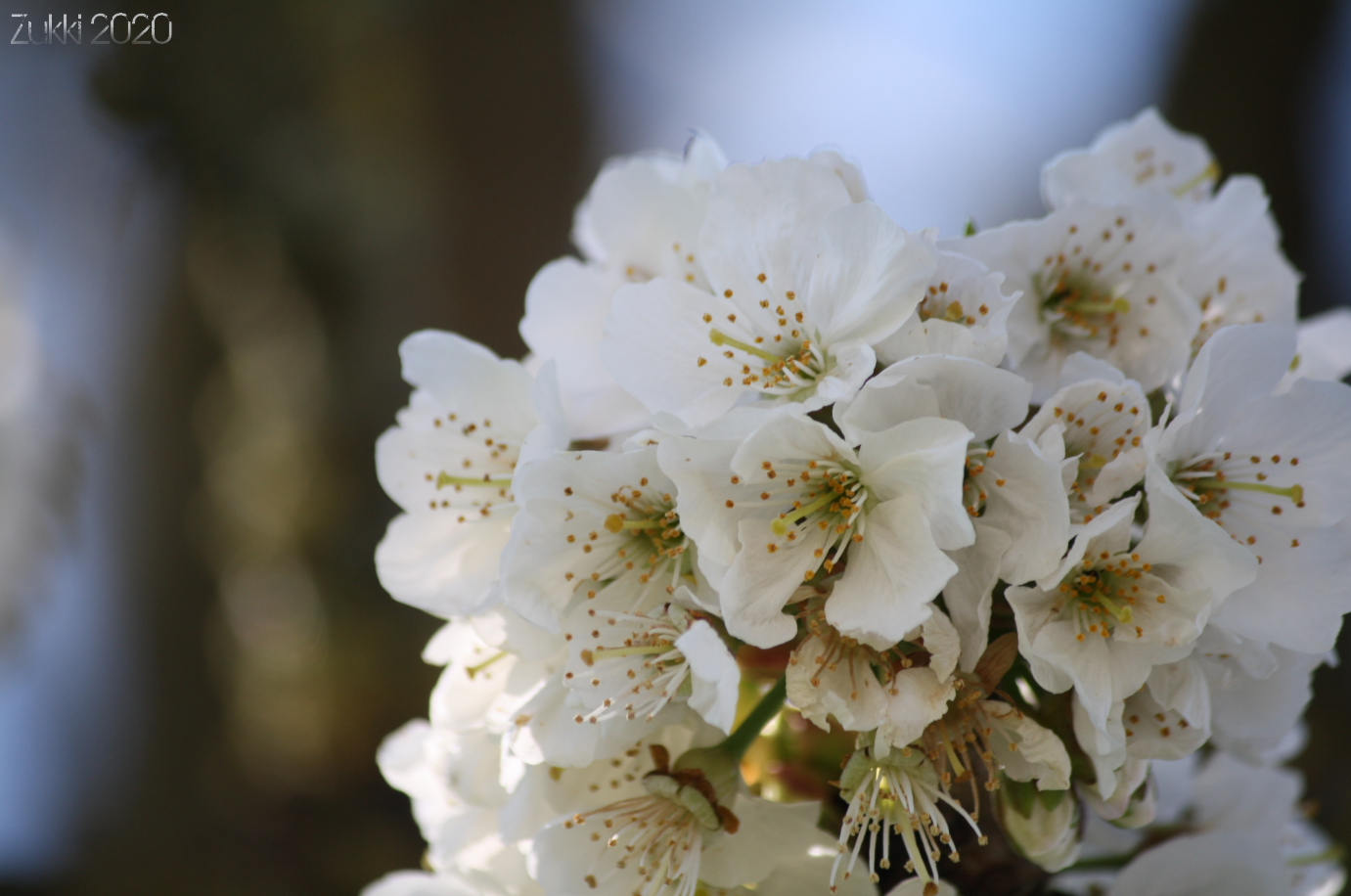 Fleurs de Cerisier, par Zukki