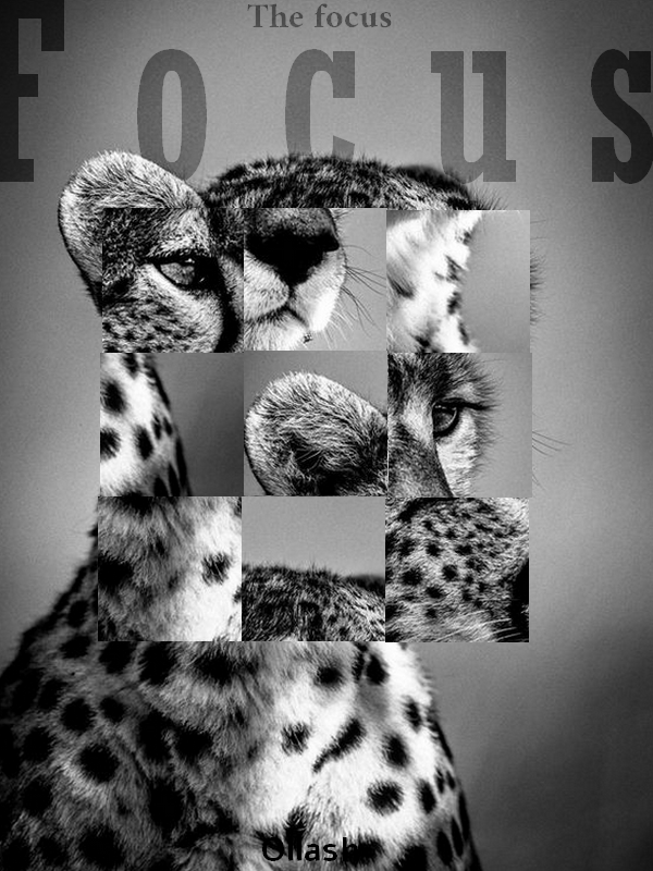 Focus, par Ollash