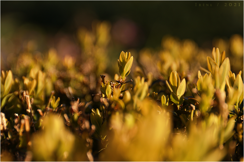 Au milieu de la haie, par Galad-El