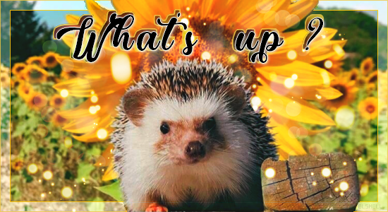 Créas Cours | What's up ?, par Elshell