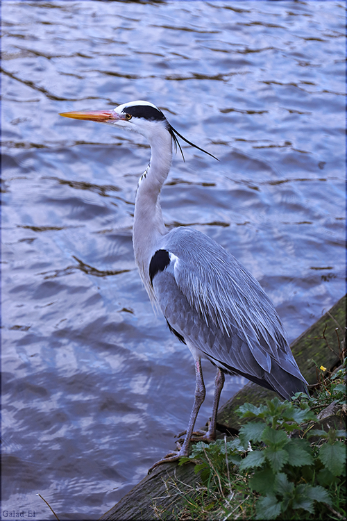 Héron cendré, par Galad-El
