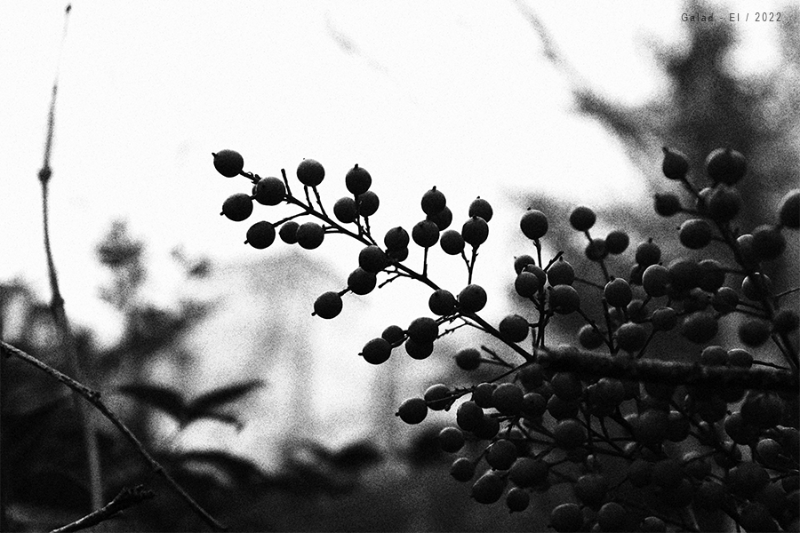 [4/52] Jour Gris, par Galad-El