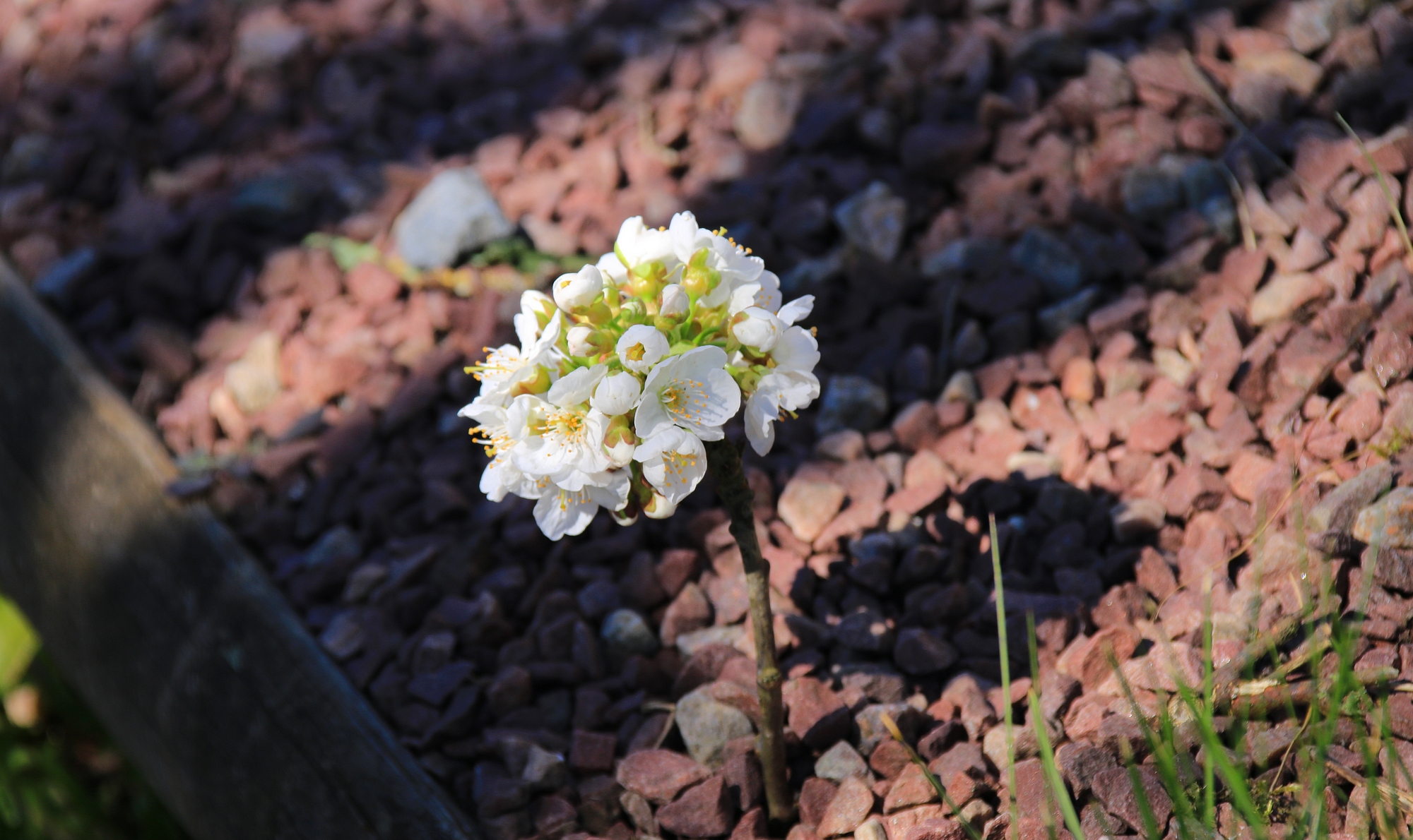 La nature renaîtra, par Zukki