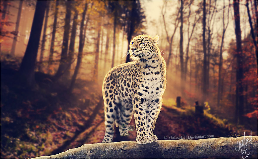 Le Roi, par Galad-El