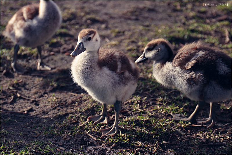 Le retour du pioupiou, par Galad-El