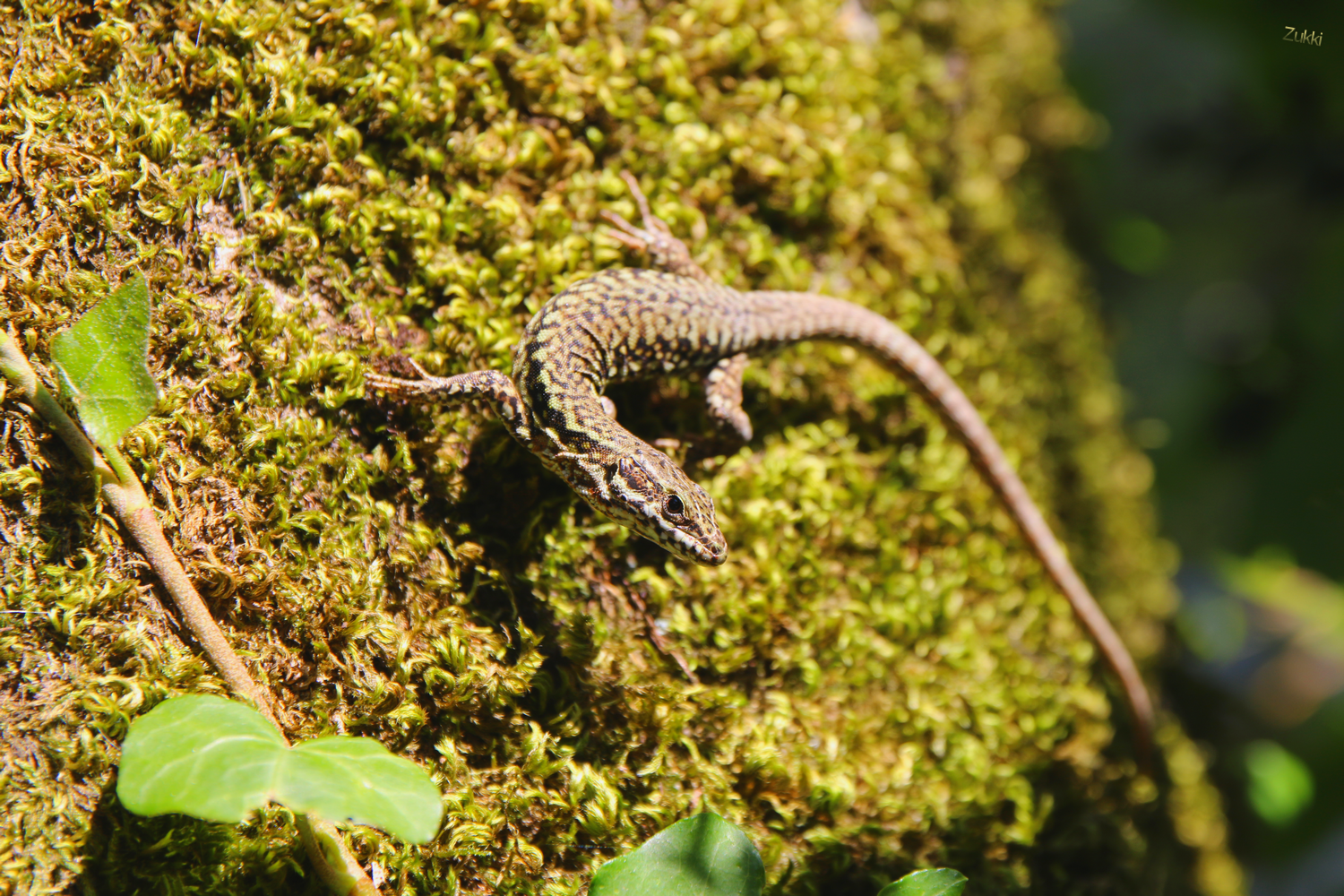 Vive la mousse, par Zukki