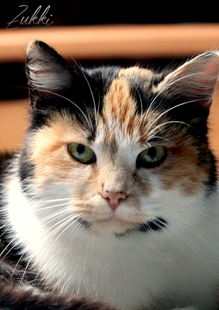 Regard félin, par Zukki