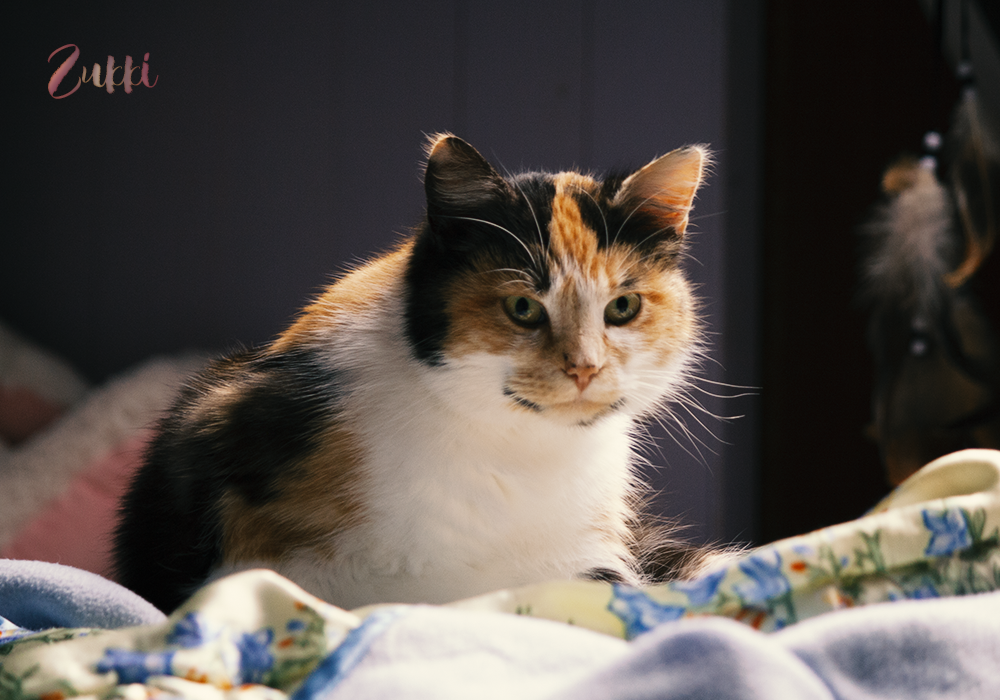 Chat curieux, par Zukki