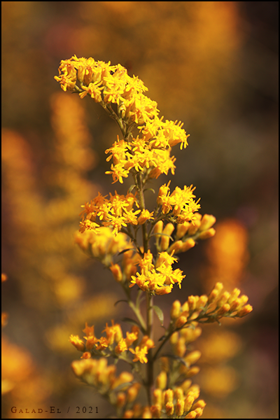 Orange, par Galad-El