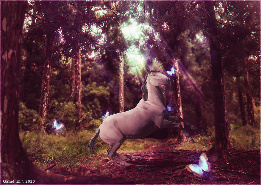 Papillons, par Galad-El