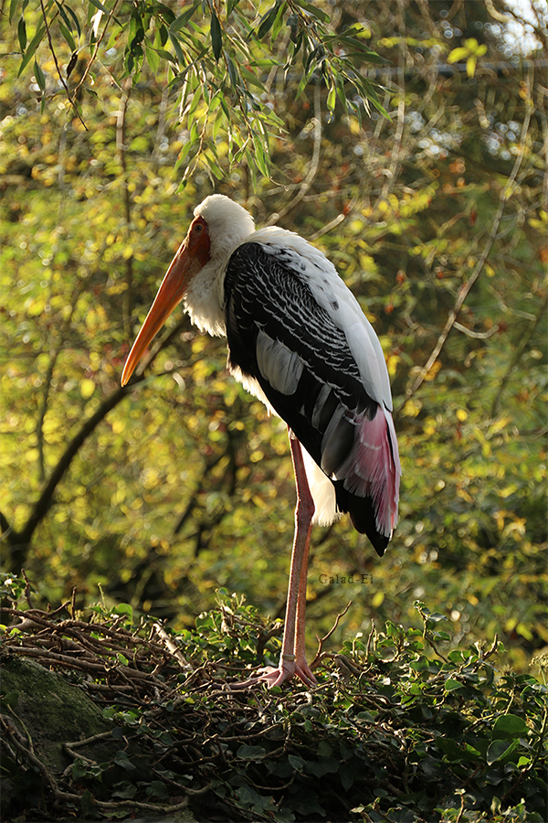 Oiseau, par Galad-El