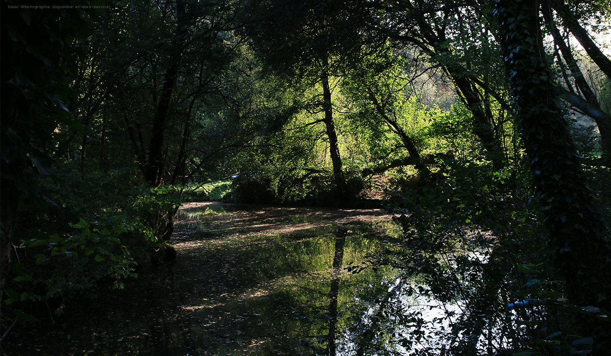 Âme forestière, par Zukki