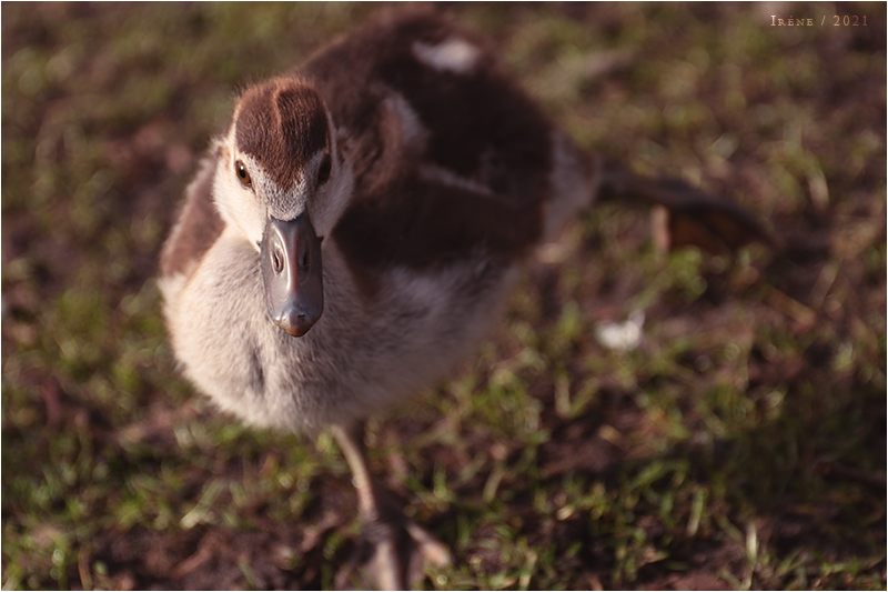 Le pioupiou contre-attaque, par Galad-El