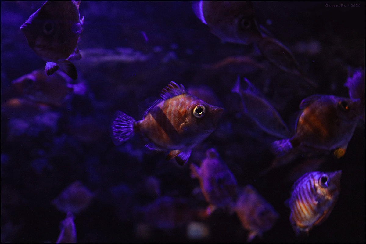 Poisson, par Galad-El