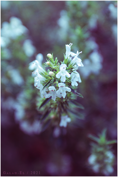 Blanche, par Galad-El