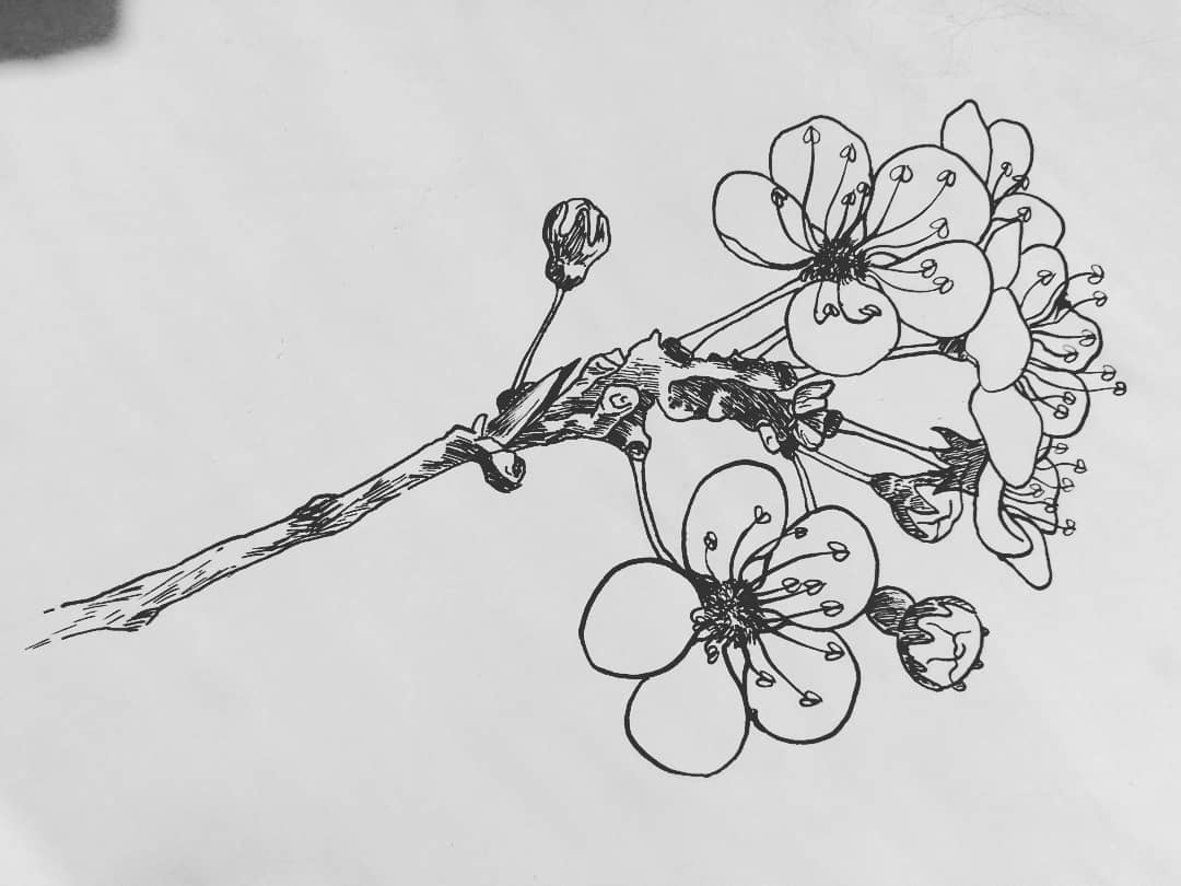 Sakura, par Naütilus.