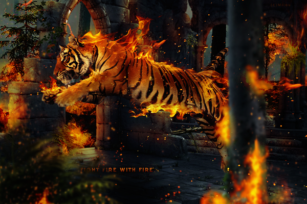 Tiger fire, par Milou