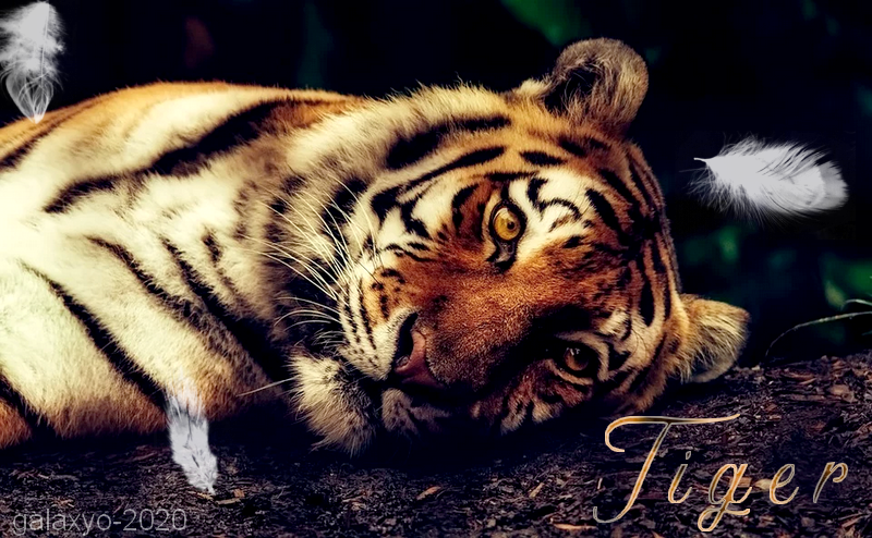 Tigre, par Galaxyo
