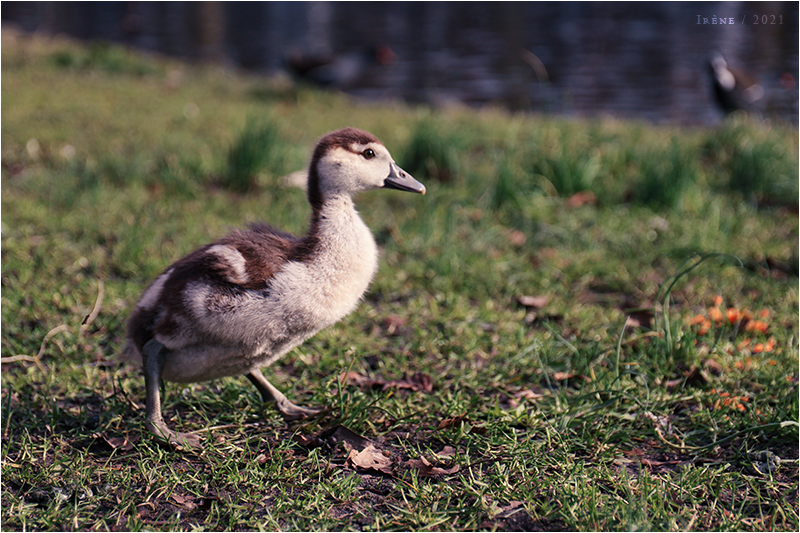 Un nouveau pioupiou, par Galad-El