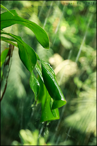 Une goutte de pluie, par Galad-El