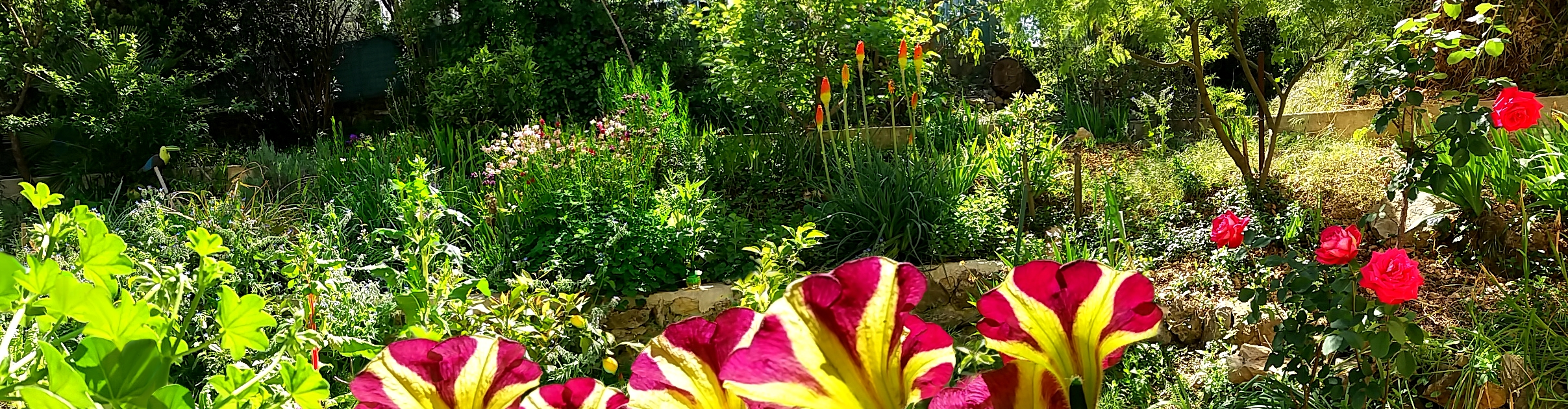 Printemps bien installé !, par Nwaz