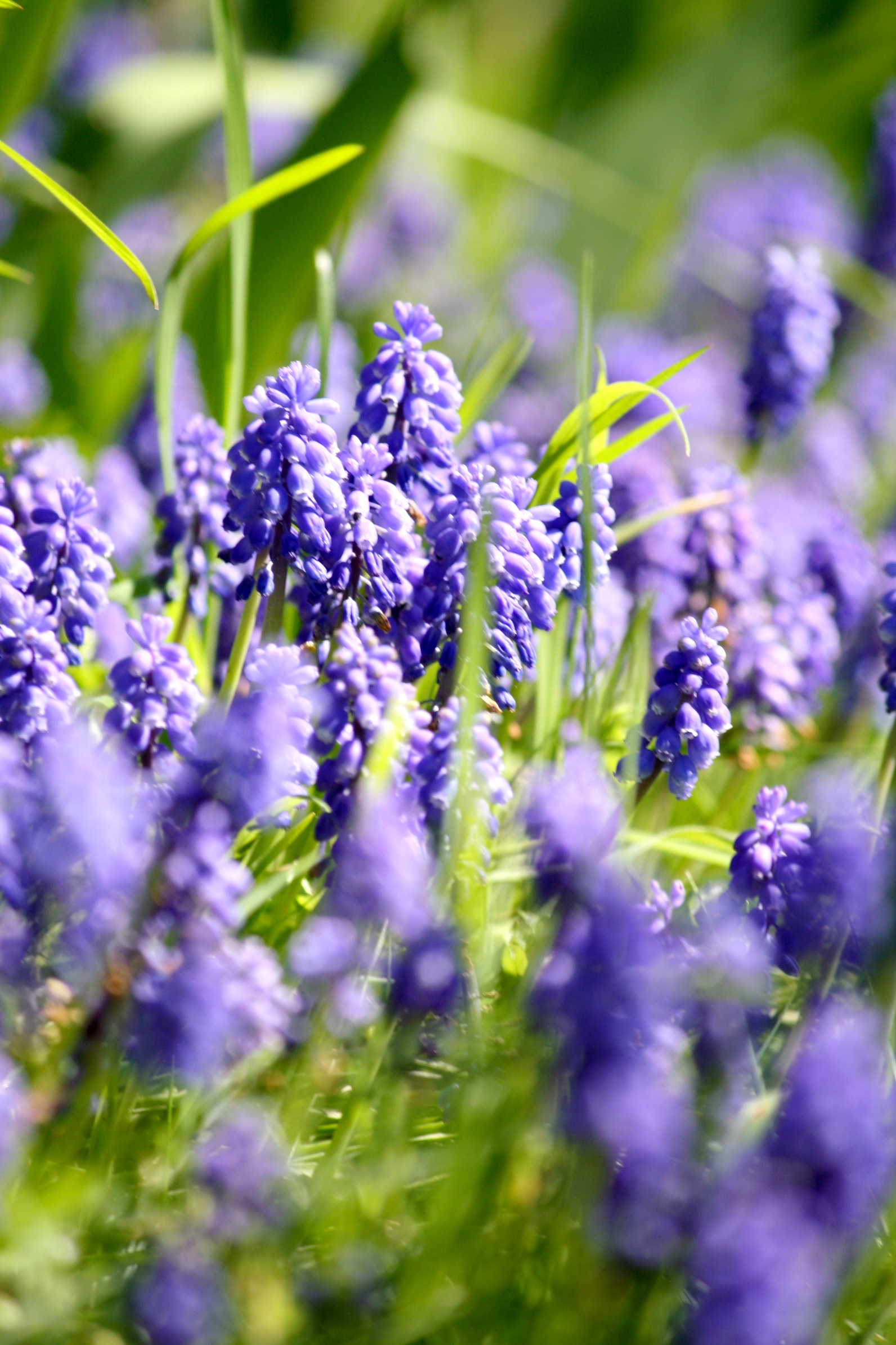 Muscari de Mars, par Zukki